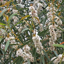 Eucalyptus gregsonia